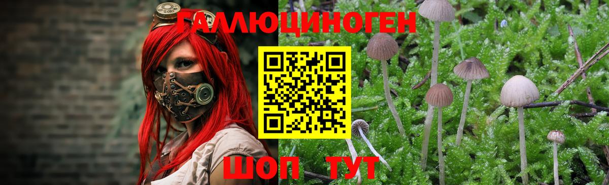 Новороссийск  Галлюциногенные грибы Psilocybe  Вход с VPN  Псилоцибиновые грибы ЛСД 